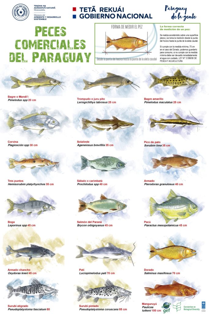 Fish Life In Paraguay