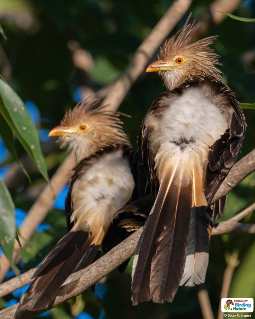guira cuckoo